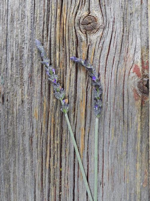 ENGLISH   LAVENDER